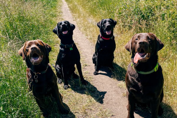A group of happy labradors smiling in a field