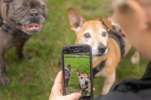 A photo of a person taking a photo of dogs with their phone