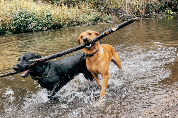 Two dogs running carrying the same large stick in their mouth