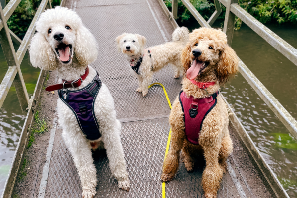 A group of dogs on a bridge