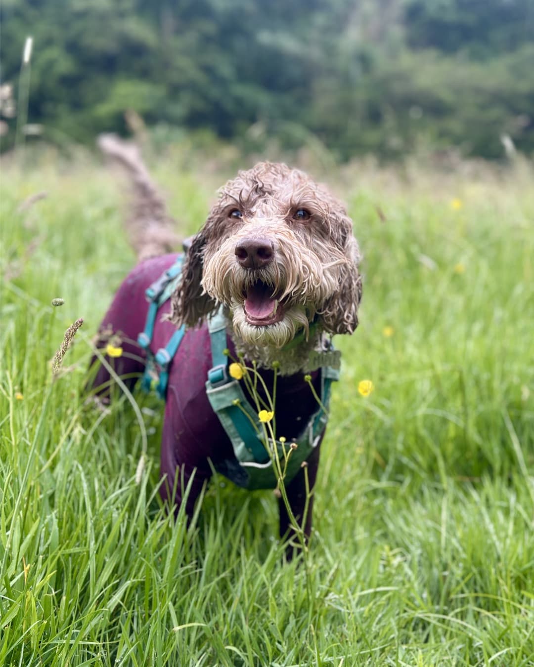 Three dogs on a woodland trail