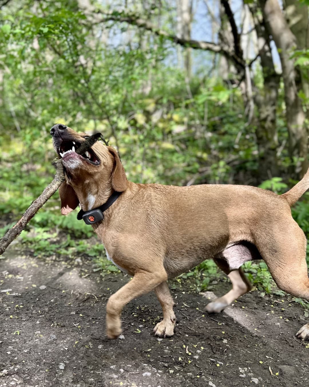 Dog carrying a stick on a woodland walk