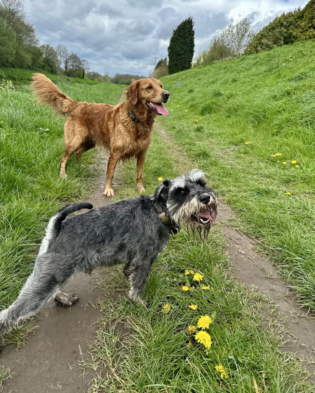Golden retriever and schnauzer on a grassy path