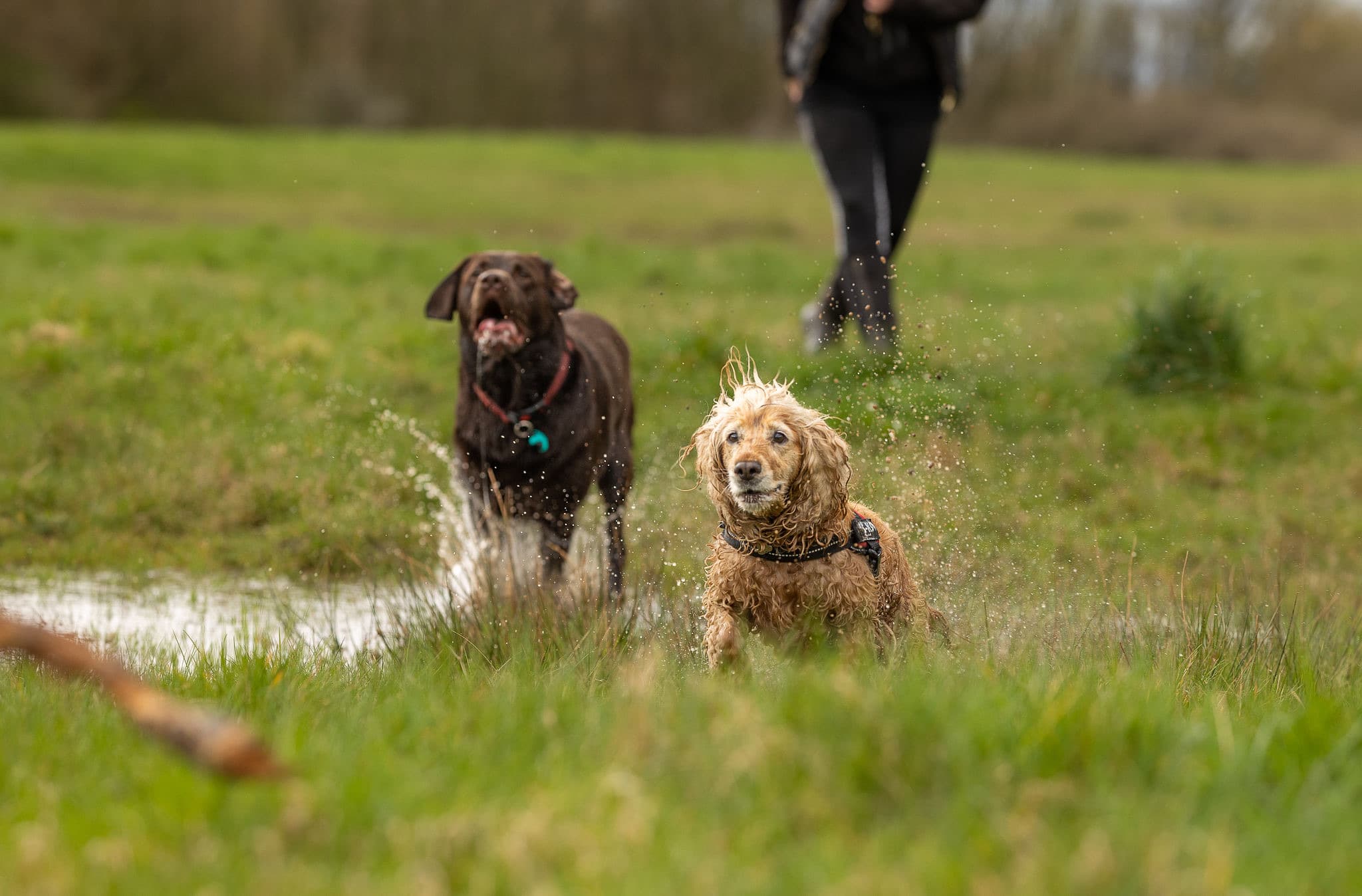 Two dogs bounding through a wet meadow