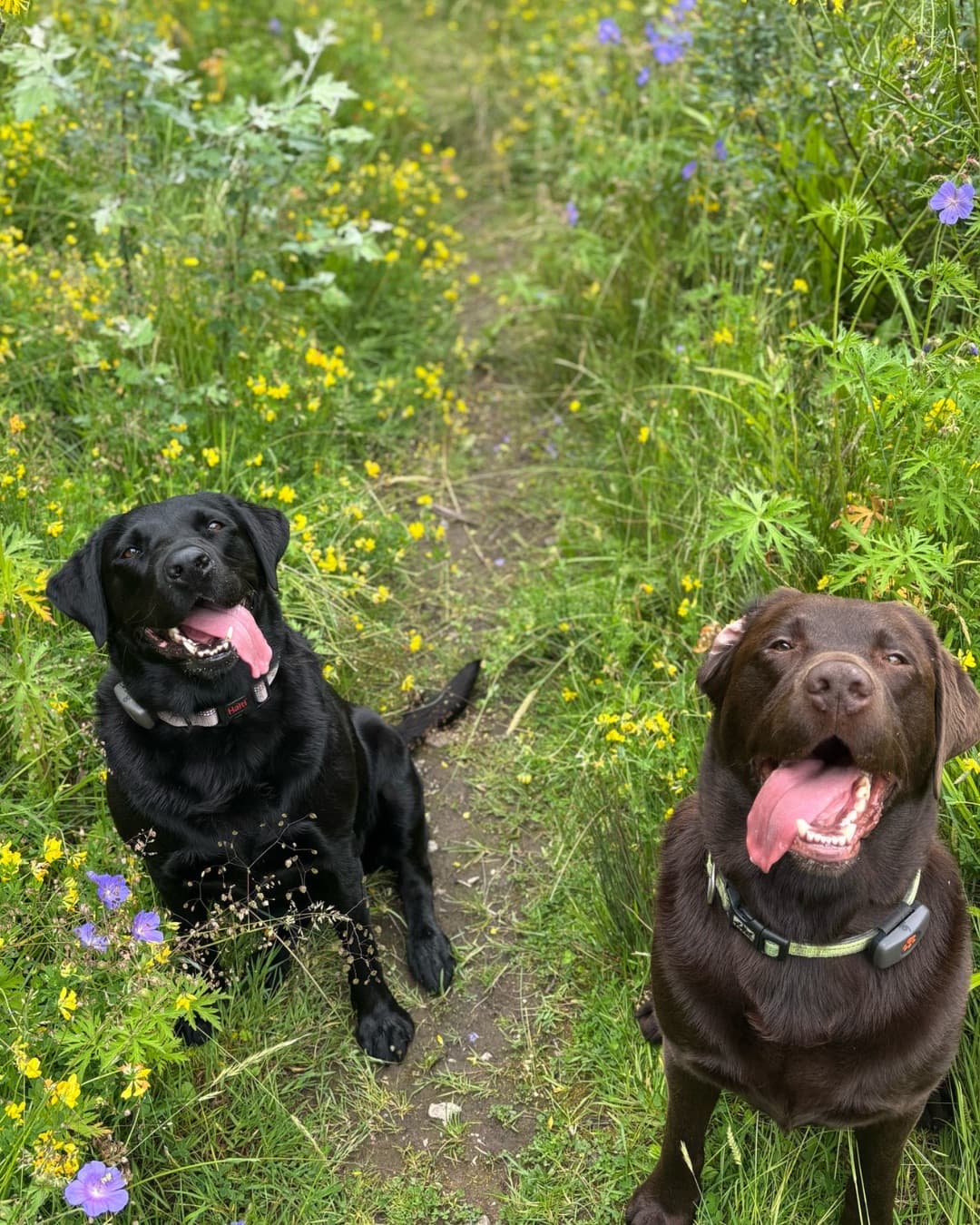 Four dogs by a river