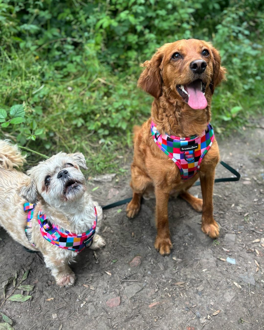 Two dogs in colourful harnesses