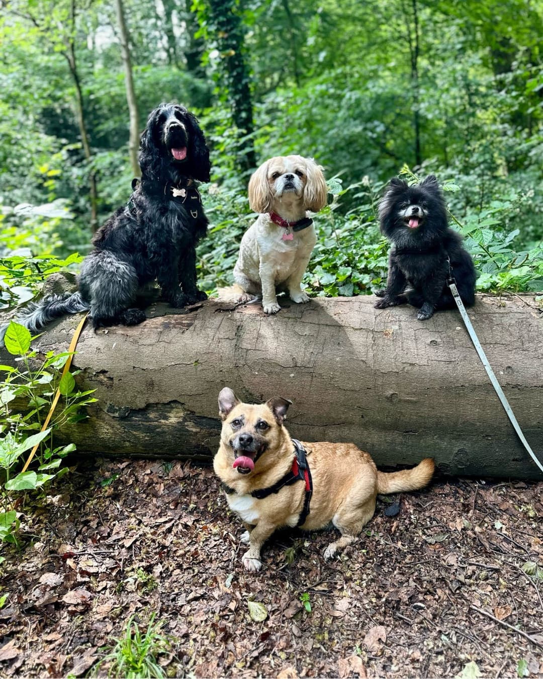 Four small dogs on a log in the woods