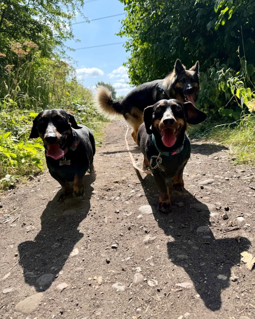Two dachshunds and a german shepherd on a sunny path